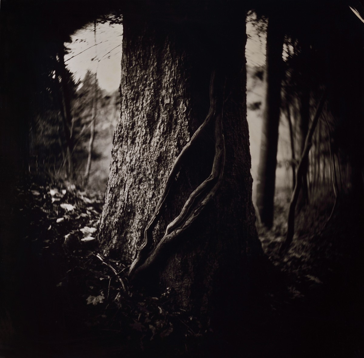 Éric Antoine photo Arbres Arbre I 2021