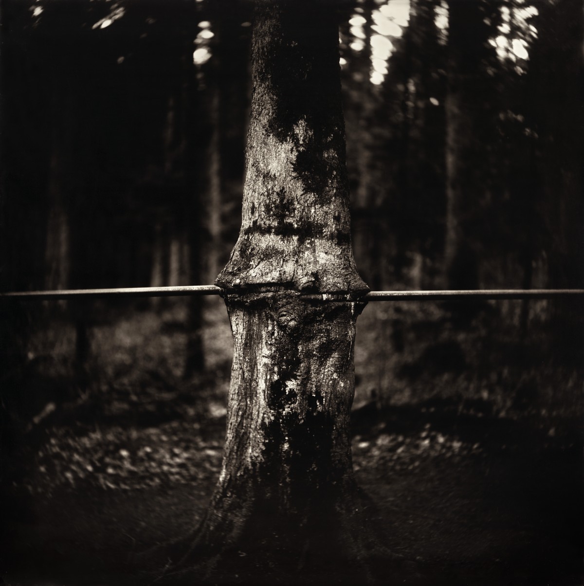 Éric Antoine photo Arbres  