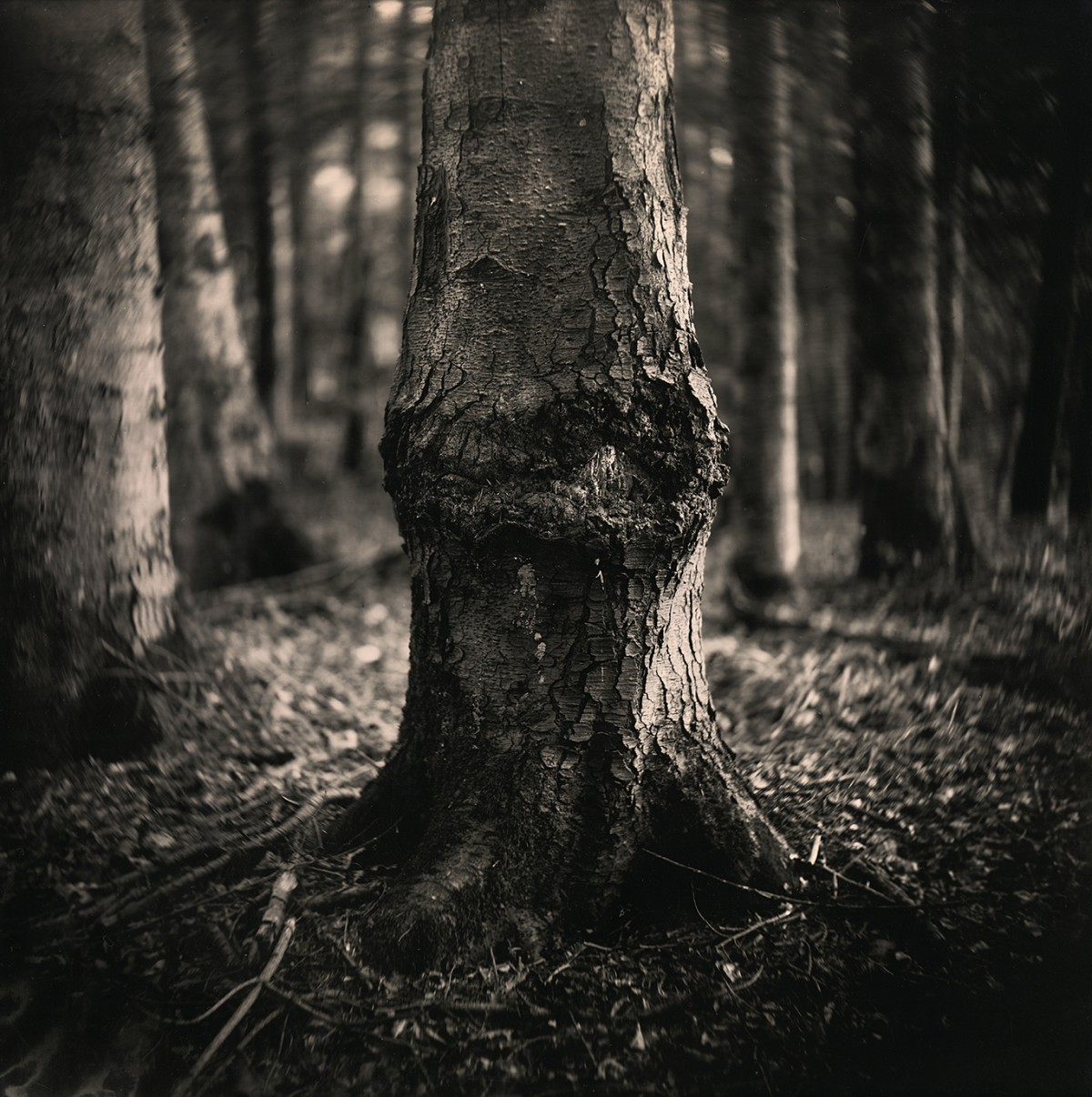 Éric Antoine photo Arbres  