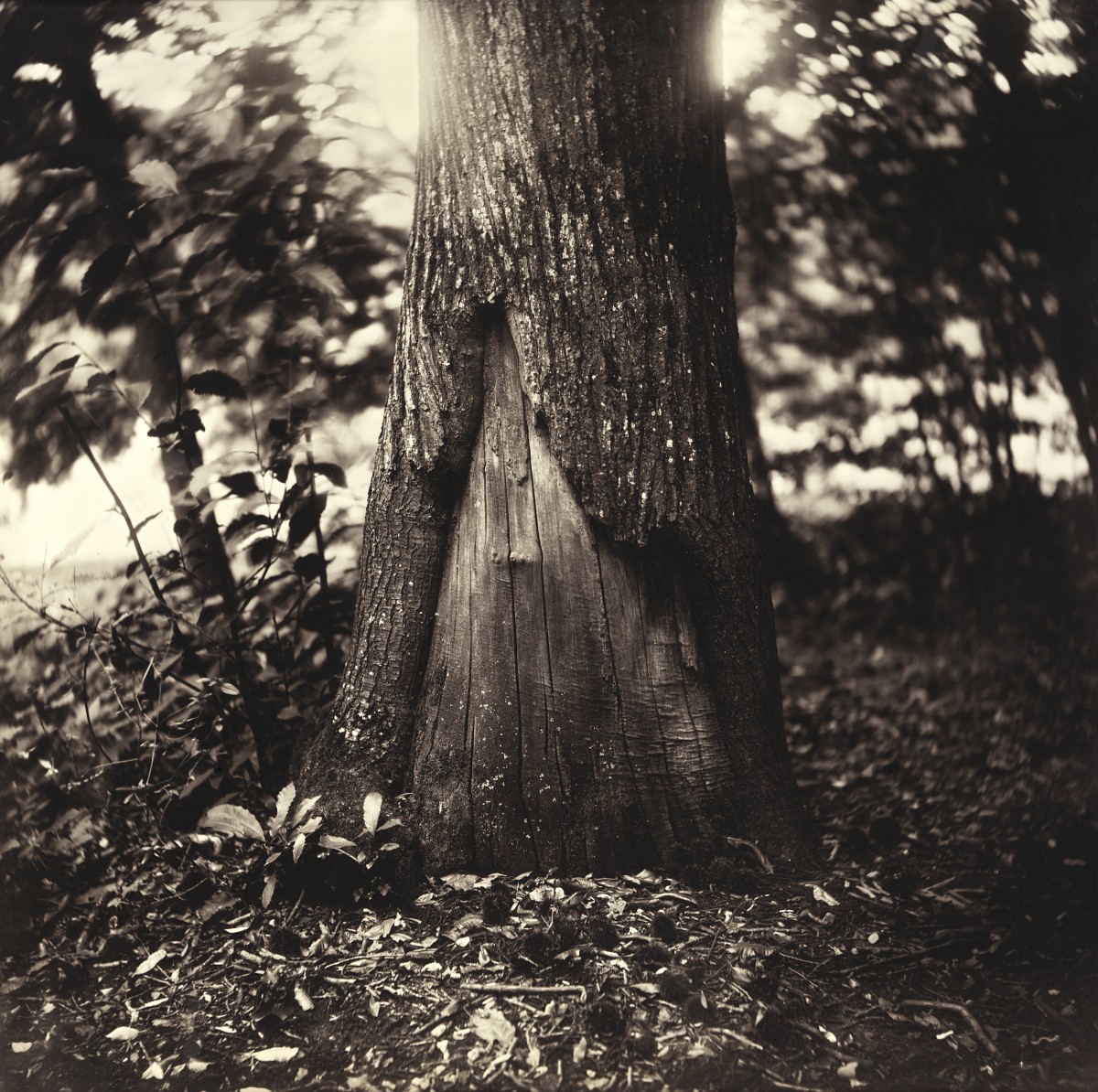 Éric Antoine photo Arbres Arbre VI 2021