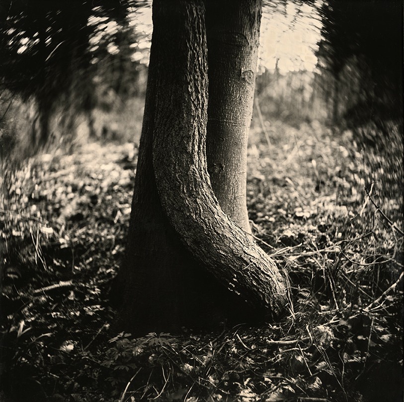 Eric Antoine photo Arbres Arbre VII 2023