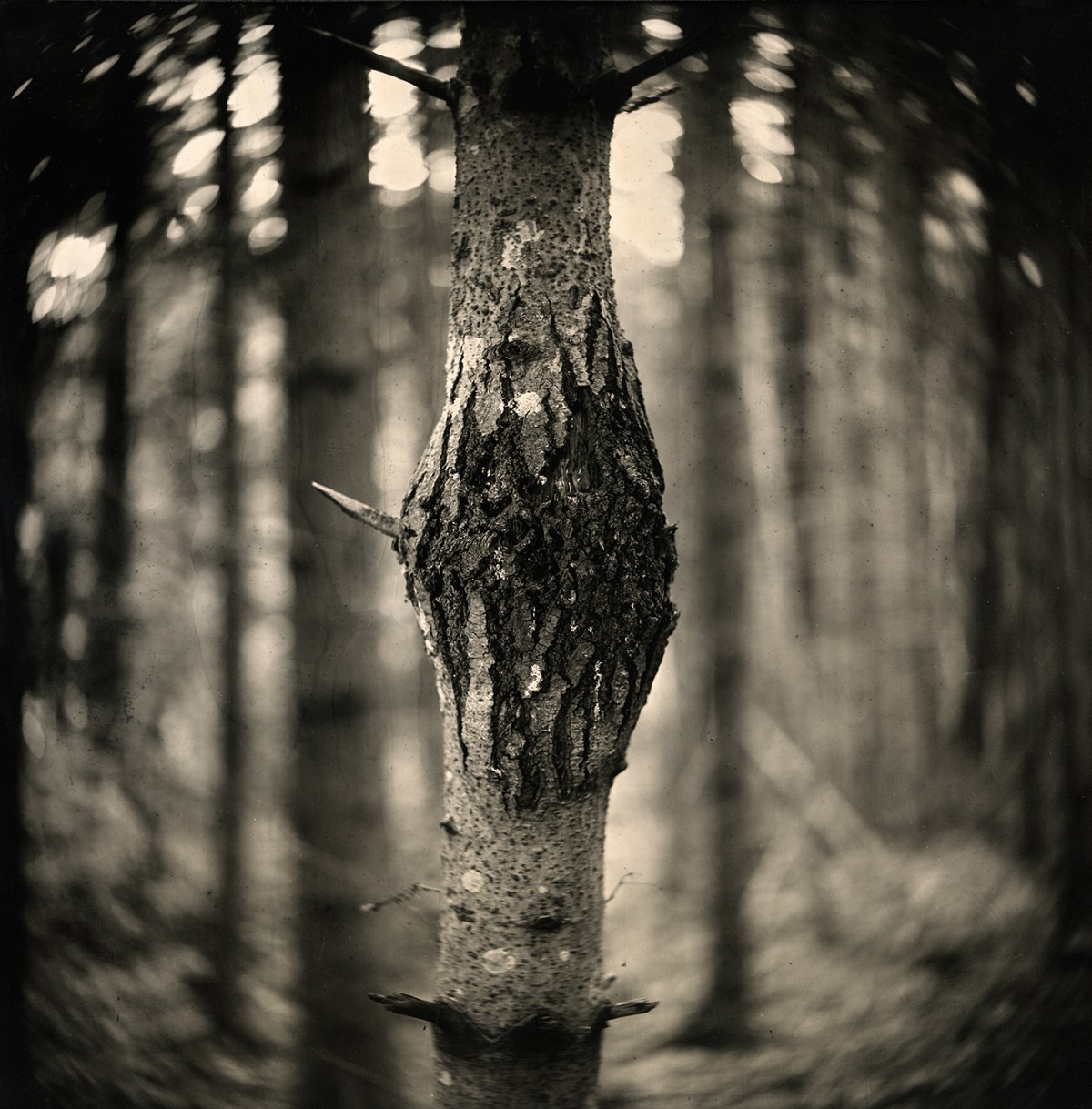 Eric Antoine photo Arbres Arbre VII 2023