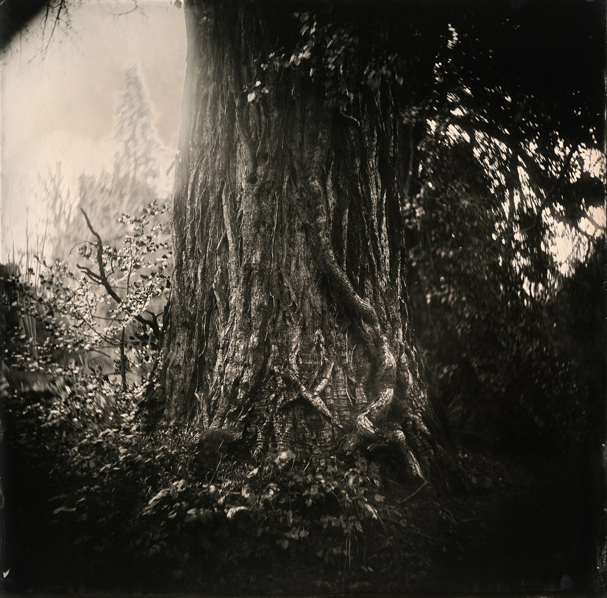 Éric Antoine photo Arbres  