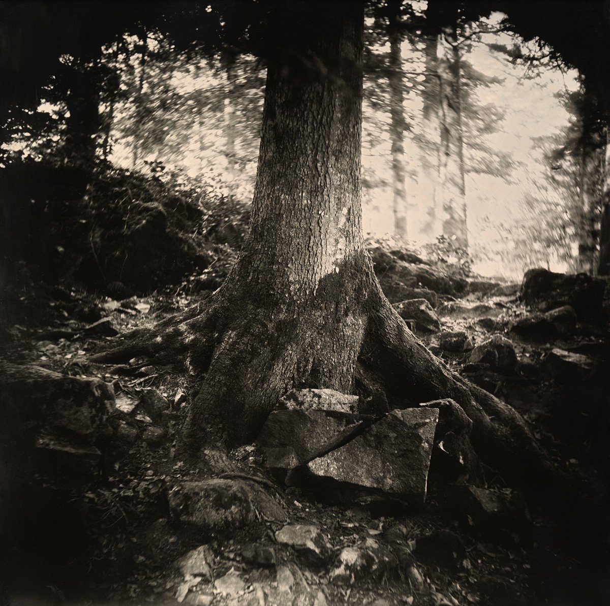 Éric Antoine photo Arbres  
