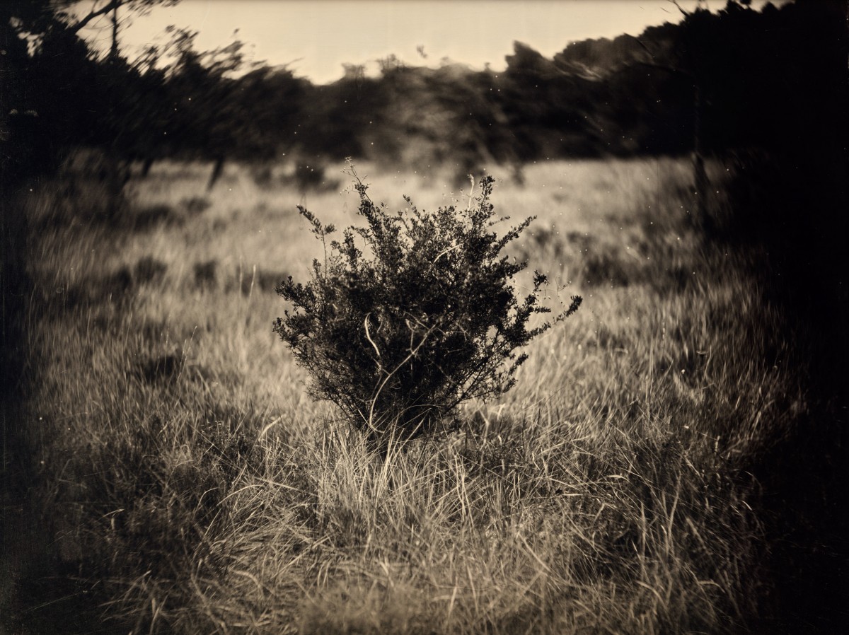 Éric Antoine photo Frénésie du Silence L'arbuste 