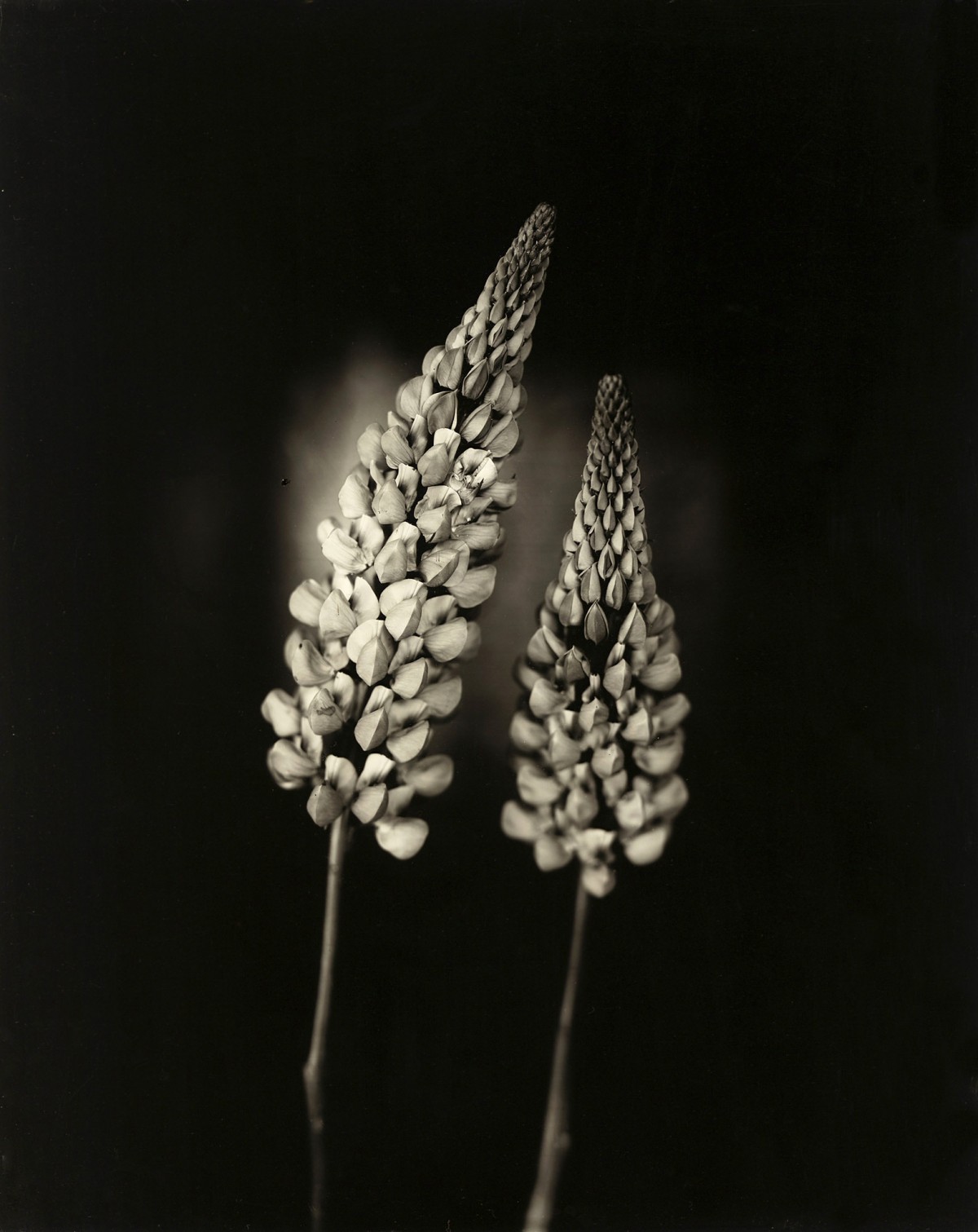 Éric Antoine photo Le Complexe de la Simplicité Lupins 