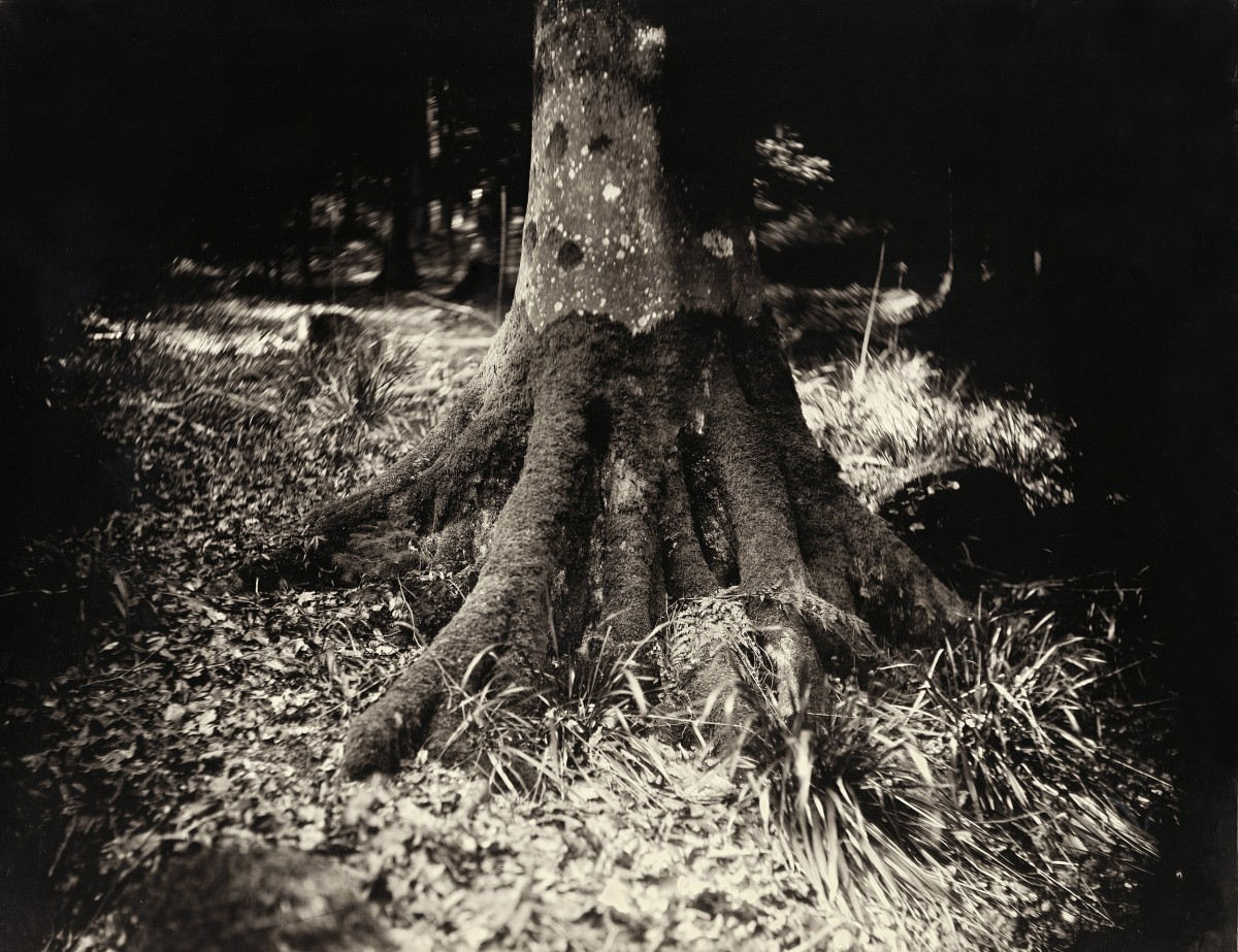 Éric Antoine photo Le Complexe de la Simplicité Tronc I 