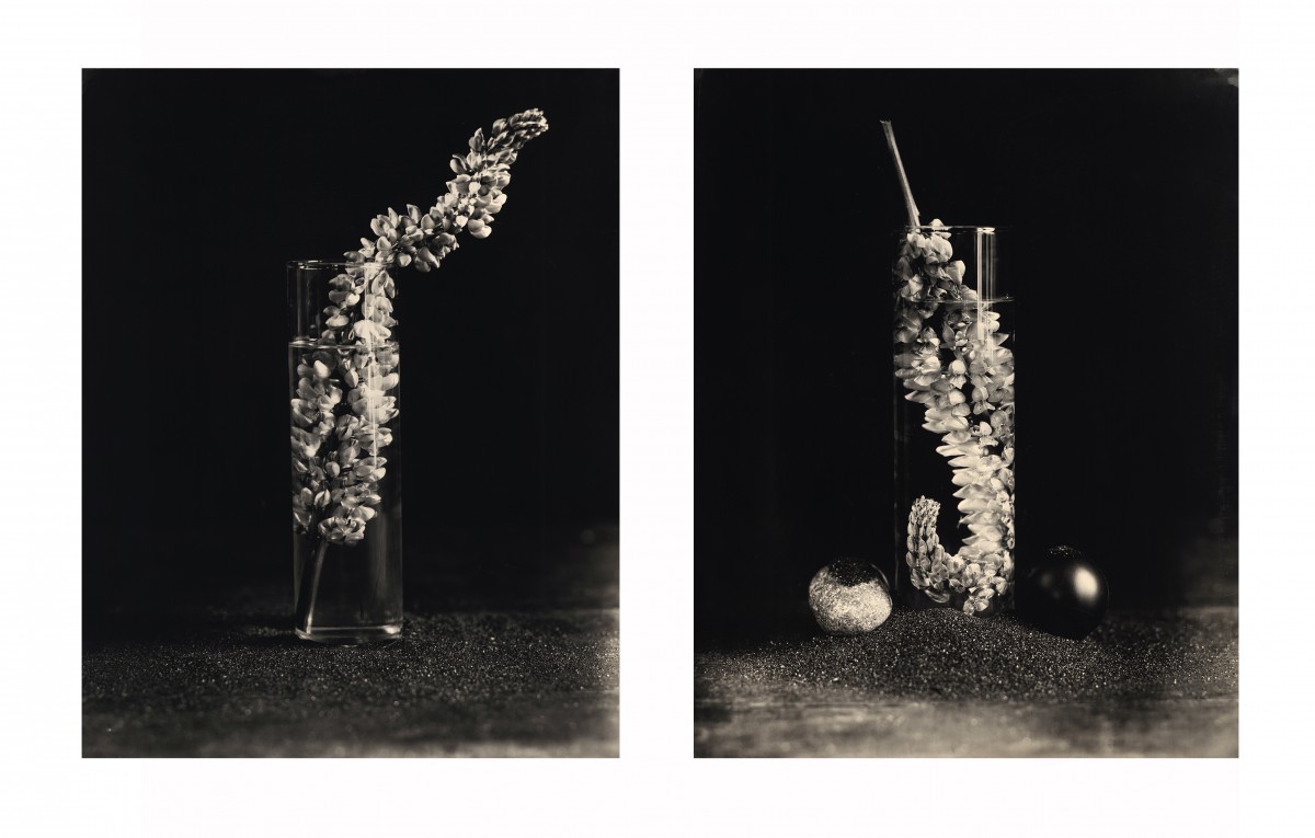 Éric Antoine photo Drowning Flowers Drowning Flowers Recto Verso VI 2023
